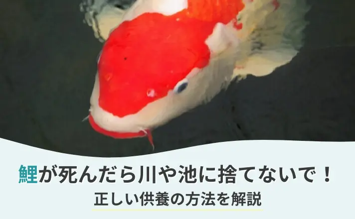 鯉が死んだら川や池に捨てないで！正しい供養の方法を解説｜ペット火葬