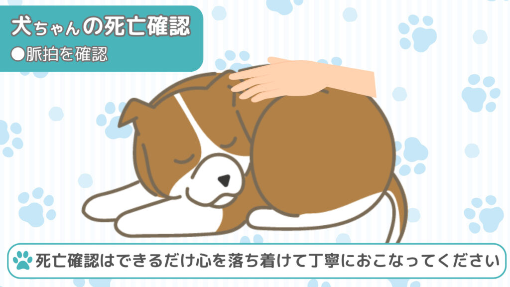 犬ちゃんの脈拍を確認する