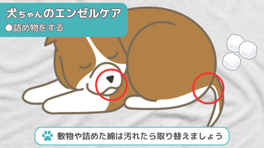 犬ちゃんの鼻やお尻に綿球を詰める