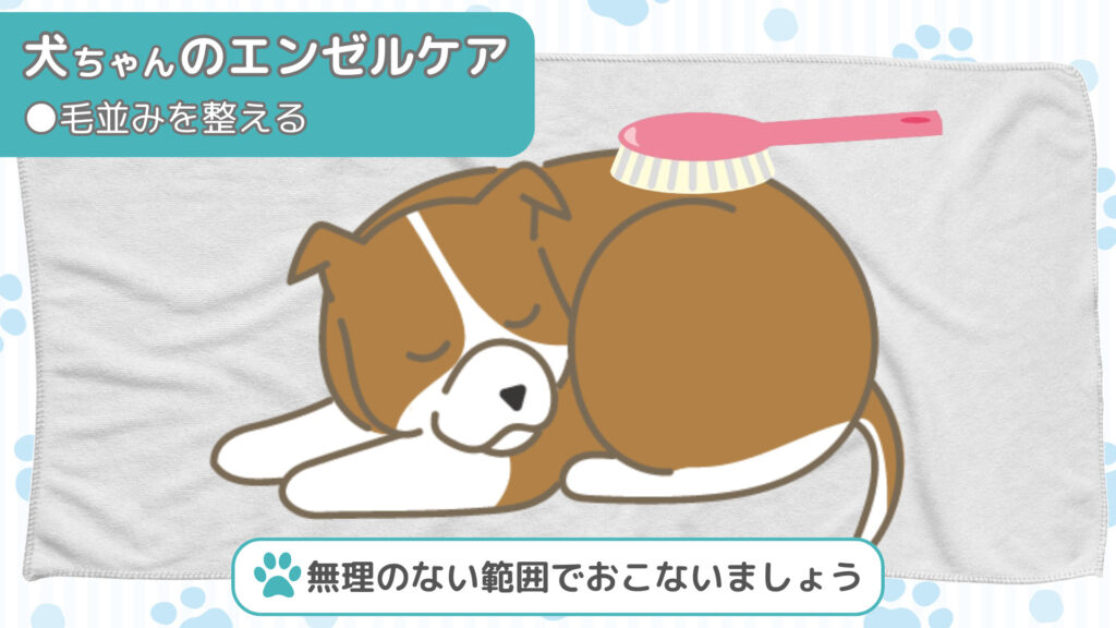 ブラッシングをして犬ちゃんの毛並みを整える