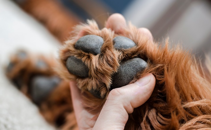 愛犬の手を握る飼い主様