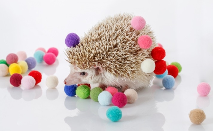 フェルトボールで遊ぶハリネズミ