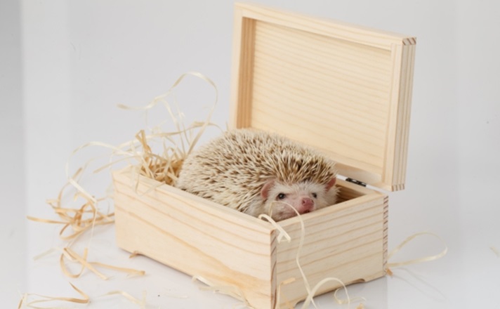 箱に入っているハリネズミ
