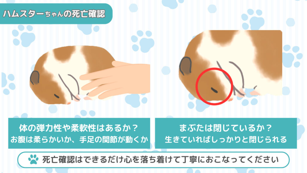 ハムスターの生死確認②