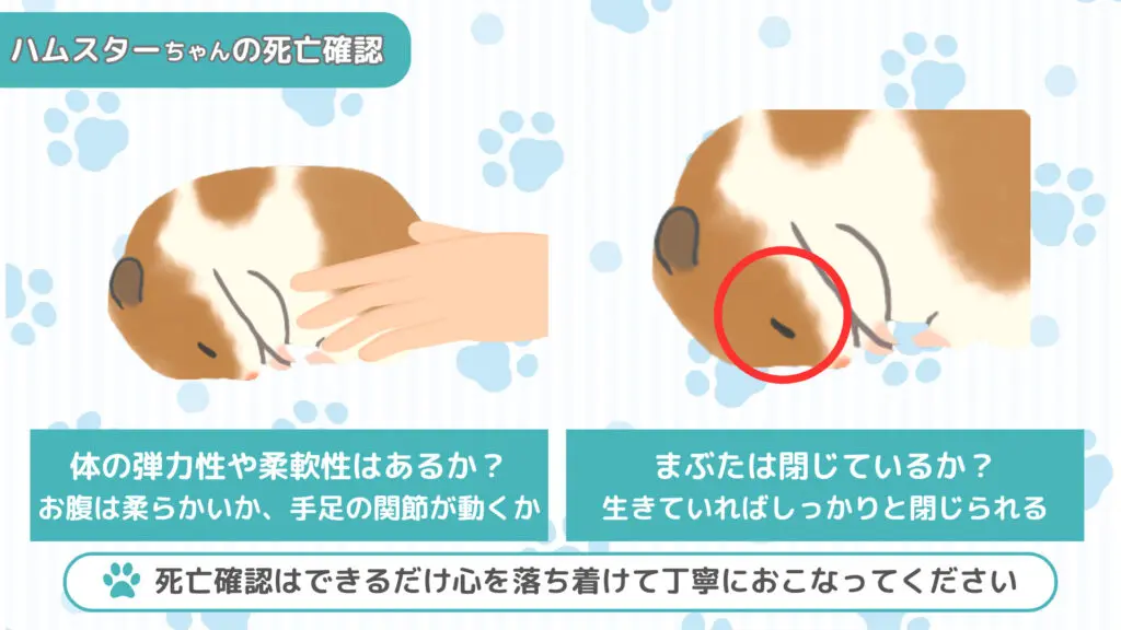 ハムにゃん様ご確認用ページ☆ （ハムスター 長毛ゴールデン