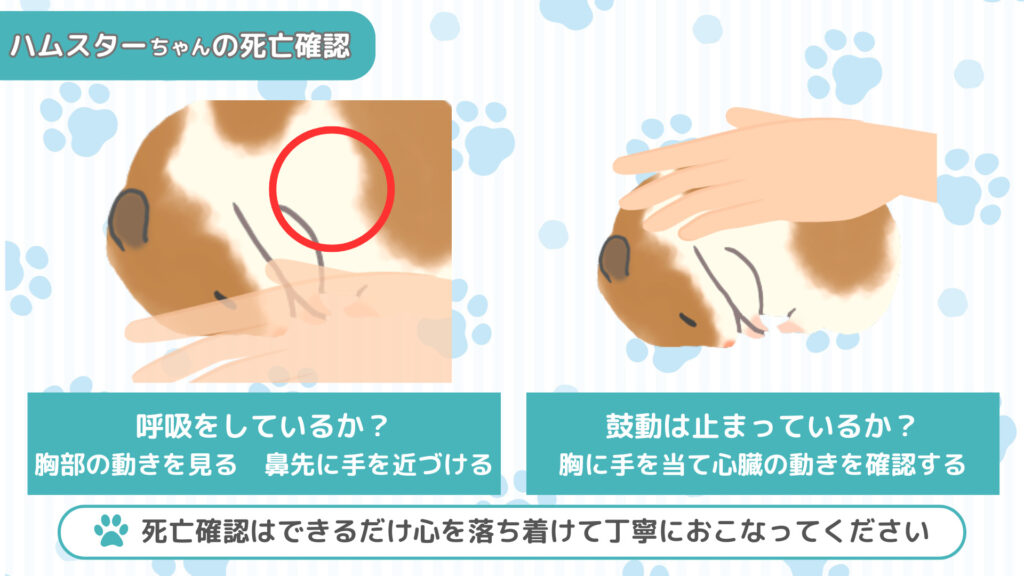ハムスターの生死確認③