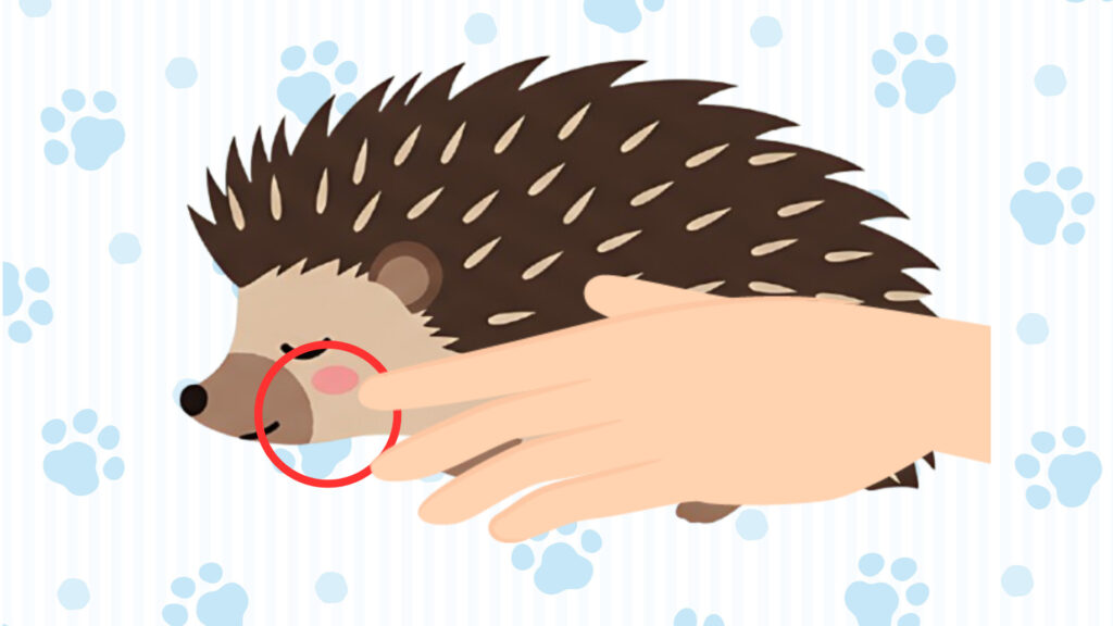 ハリネズミのヒゲに触れて反応を見る