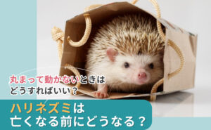 「ハリネズミは亡くなる前にどうなる?丸まって動かないときはどうすればいい?」写真