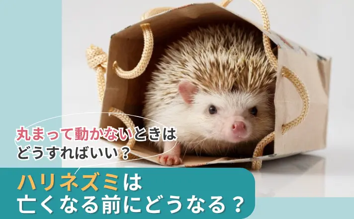 ハリネズミは亡くなる前にどうなる？丸まって動かないときはどうすれば