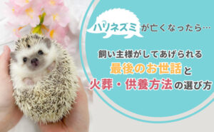 「ハリネズミが亡くなったら…飼い主様がしてあげられる最後のお世話と火葬・供養方法の選び方」写真