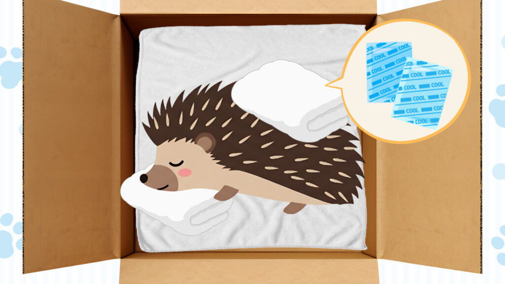 ハリネズミの体を冷やしてあげる