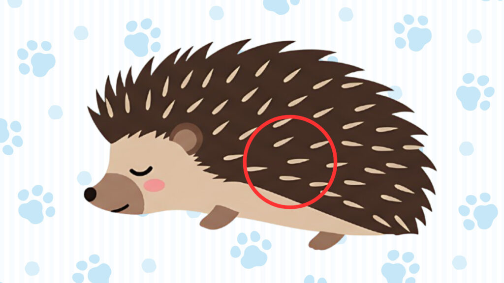 ハリネズミの呼吸を確認する