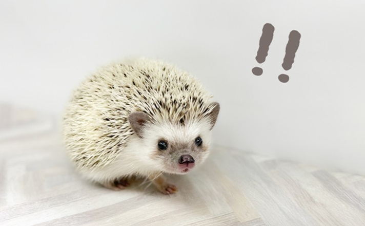 驚くハリネズミ