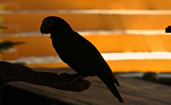 インコのシルエット