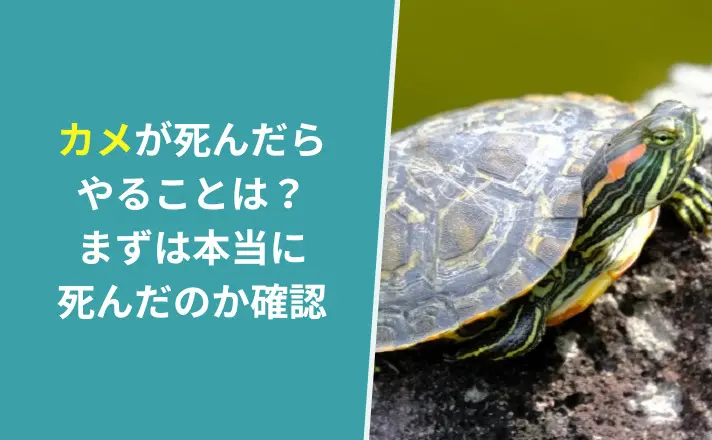 カメが死んだらやることは？まずは本当に死んだのか確認｜ペット火葬 