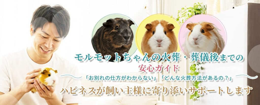 モルモットちゃんの火葬・葬儀後までの安心ガイド