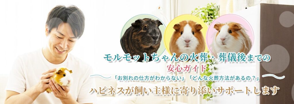 モルモットちゃんの火葬・葬儀後までの安心ガイド