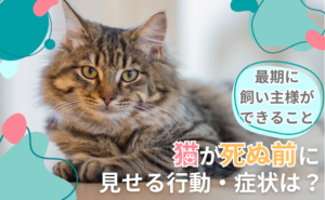 「猫が死ぬ前に見せる行動・症状は？最期に飼い主様ができること」写真
