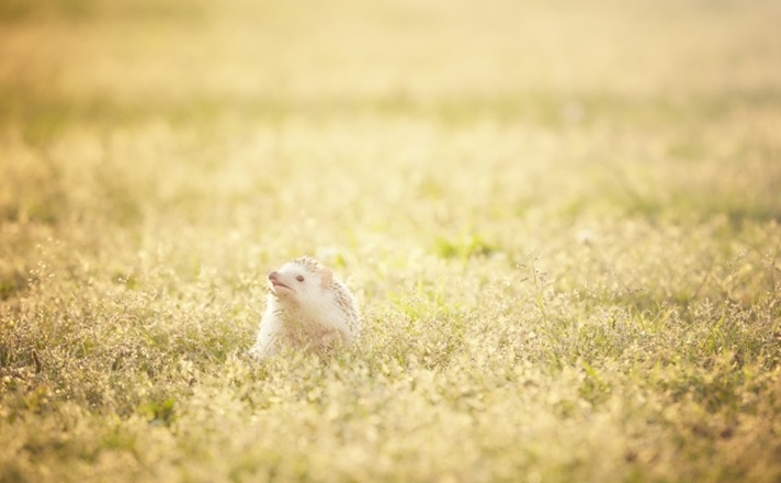 花畑に佇むハリネズミ