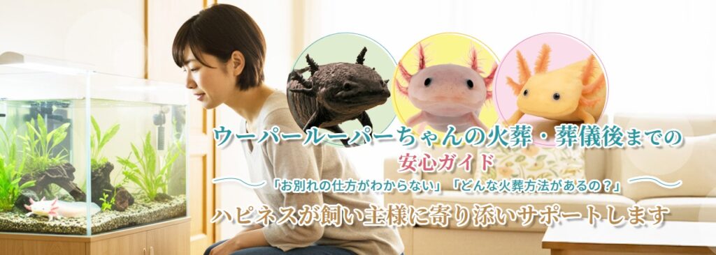 ウーパールーパーちゃんの火葬・葬儀後までの安心ガイド