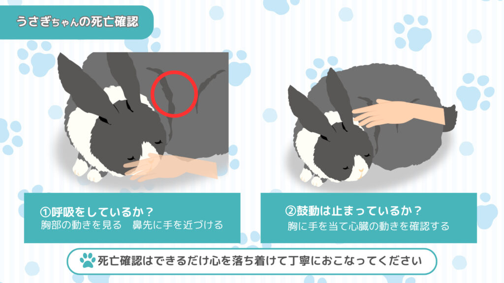 うさぎちゃんの死亡確認の方法