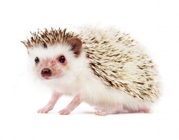 ヨツユビハリネズミ