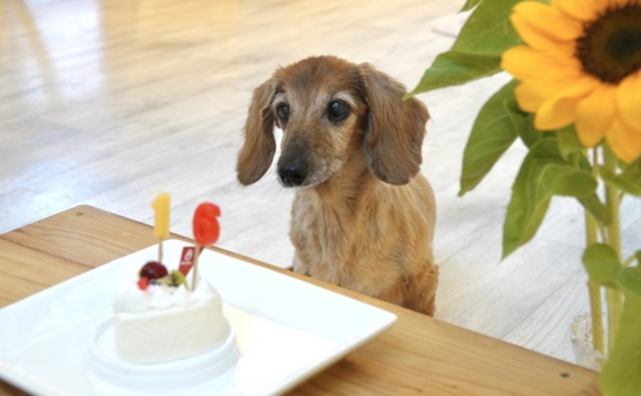 誕生日を祝ってもらう恒例の小型犬