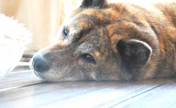 まどろむ中型犬