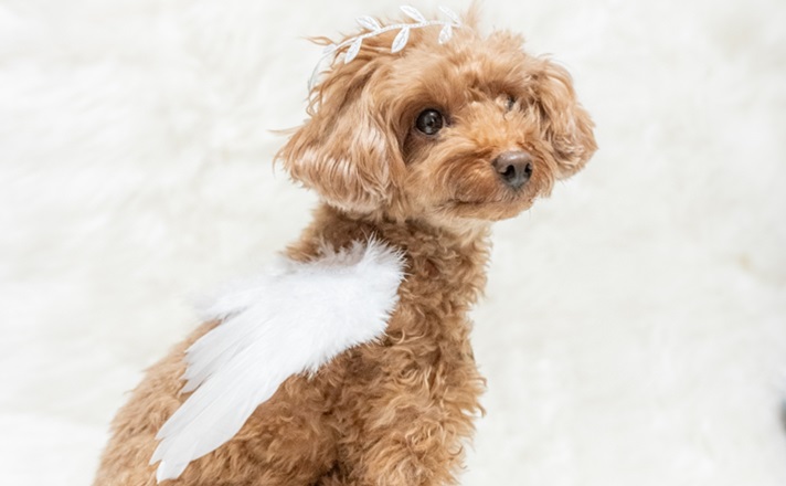 天使の羽を付けた小型犬