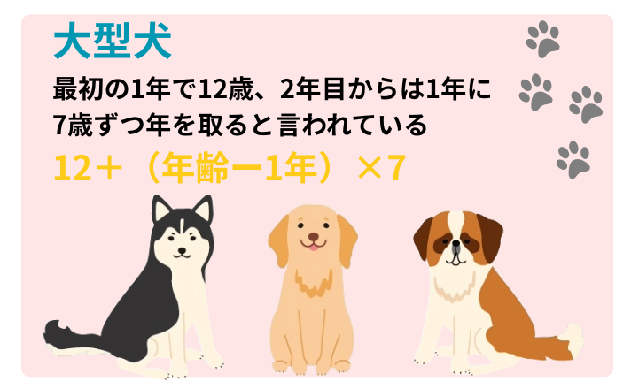 大型犬の年齢の計算方法