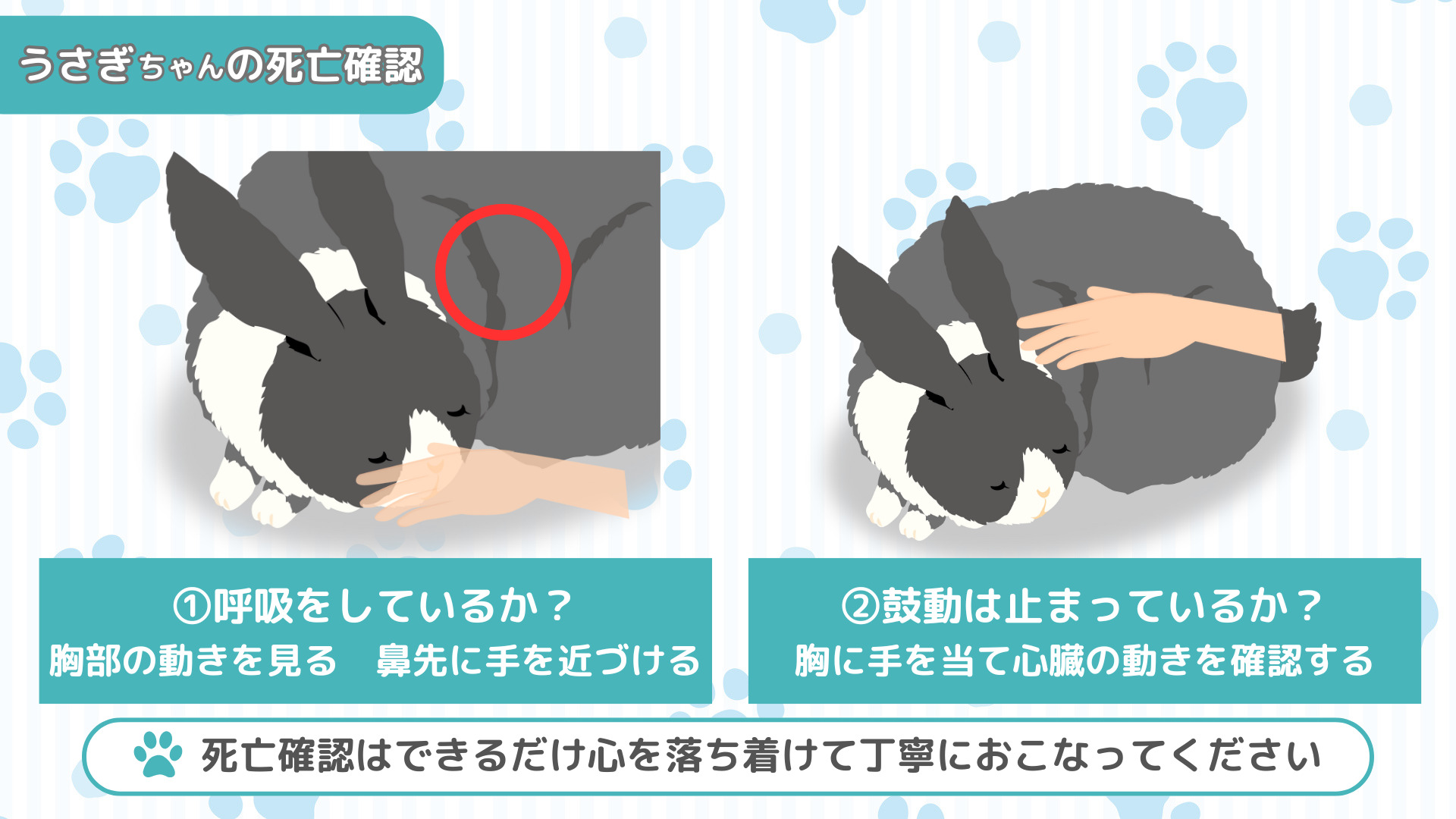 うさぎちゃんの生死確認