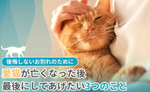 「愛猫が亡くなった後、最後にしてあげたい3つのこと｜後悔しないお別れのために」写真