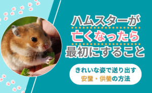 「ハムスターが亡くなったら最初にすること｜きれいな姿で送り出す安置・供養の方法」写真