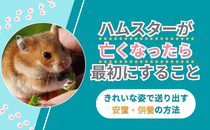 ハムスターが亡くなったら最初にすること｜きれいな姿で送り出す安置・供養の方法