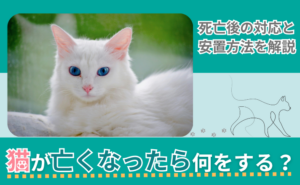 「猫が亡くなったら何をする？死亡後の対応と安置方法を解説」写真
