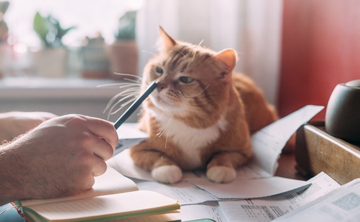 書類を書く飼い主様と愛猫