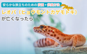 「レオパ（ヒョウモントカゲモドキ）が亡くなったら｜安らかな旅立ちのための安置・供養方法」写真