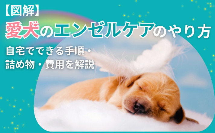 【図解】愛犬のエンゼルケアのやり方|自宅でできる手順・詰め物・費用を解説