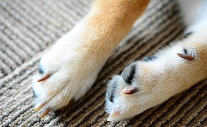 柴犬の足