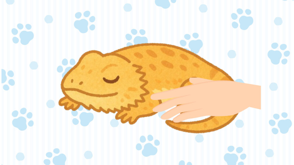 フトアゴヒゲトカゲの顔や手足に触れてみる