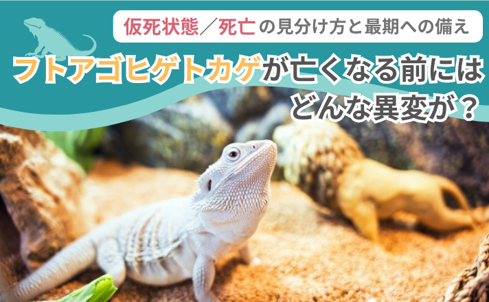 フトアゴヒゲトカゲが亡くなる前にはどんな異変が?仮死状態/死亡の見分け方と最期への備え
