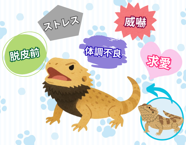 フトアゴヒゲの体色が黒くなる原因