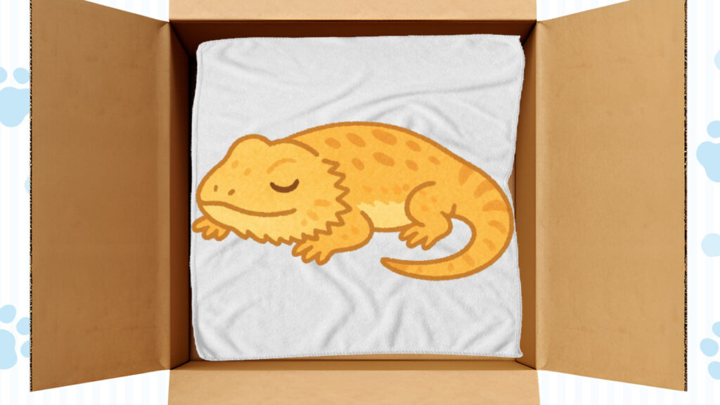 棺の中にペットシーツを敷いてフトアゴヒゲトカゲを寝かせる