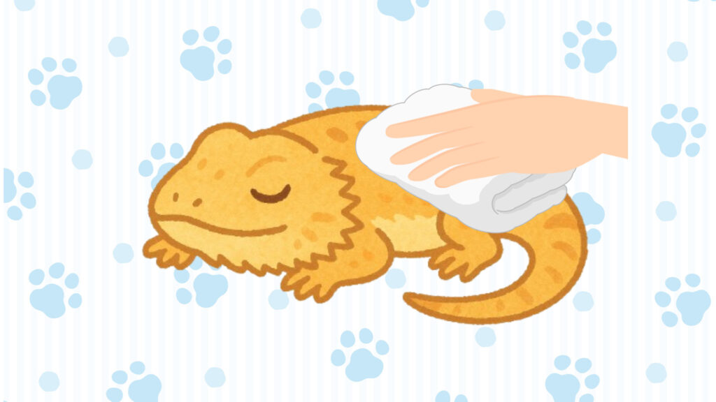 フトアゴヒゲトカゲの体を丁寧に拭いてあげる
