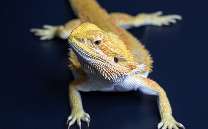 周りを見回すフトアゴヒゲトカゲ