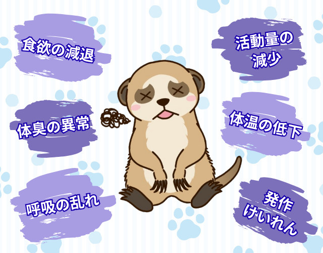ミーアキャットが亡くなる前に現れる症状