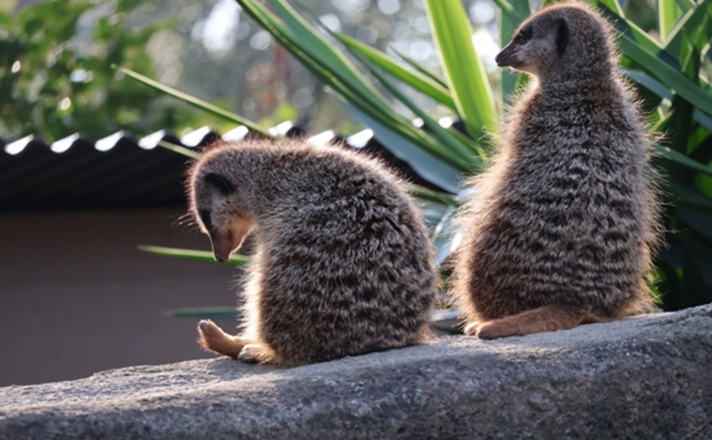 ミーアキャットの後ろ姿