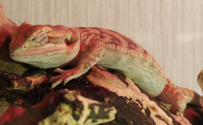 寝ているフトアゴヒゲトカゲ