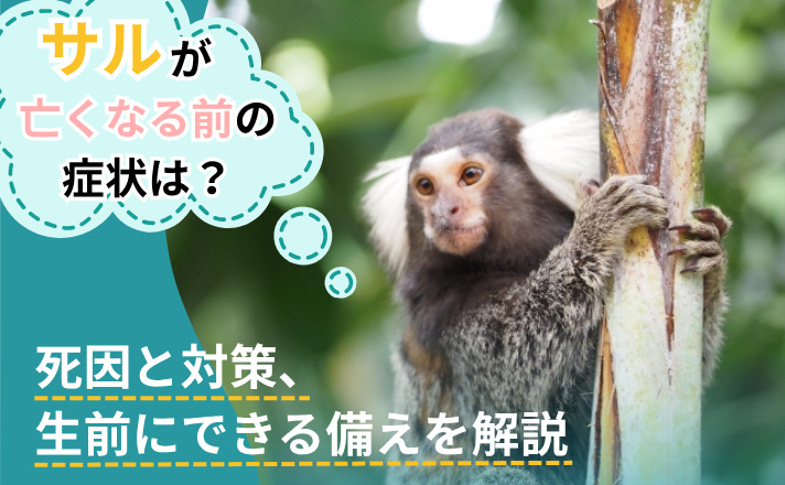 サルが亡くなる前の症状は?死因と対策、生前にできる備えを解説