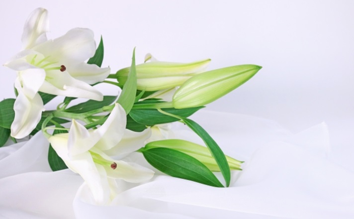 白いカサブランカ